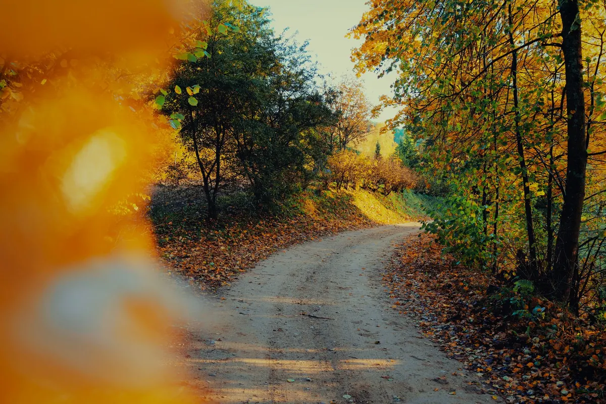 Suffolk in Autumn: A Local's Guide to Harvest Walks and Pub Lunches